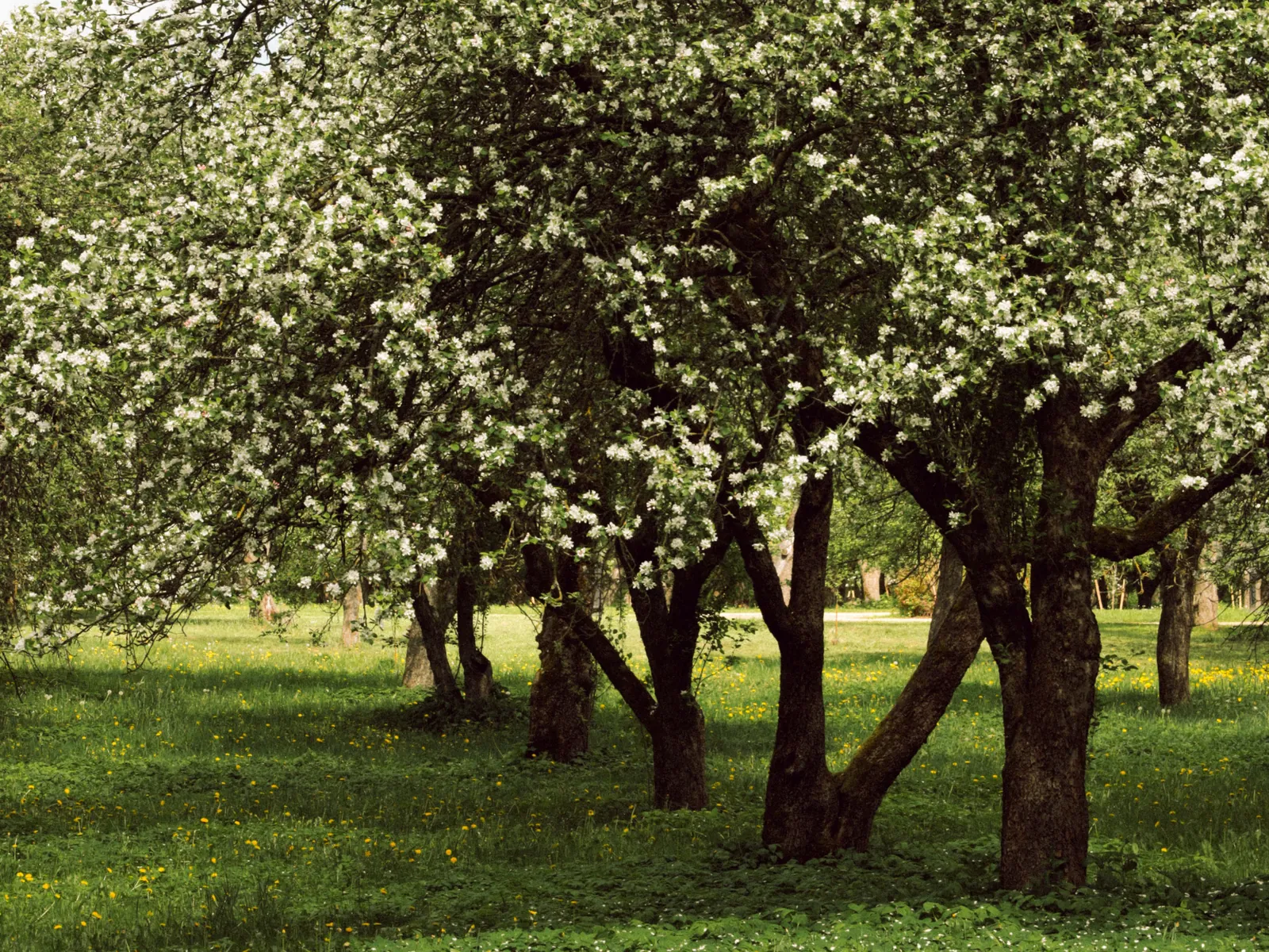 Pommiers en fleurs dans l’herbe