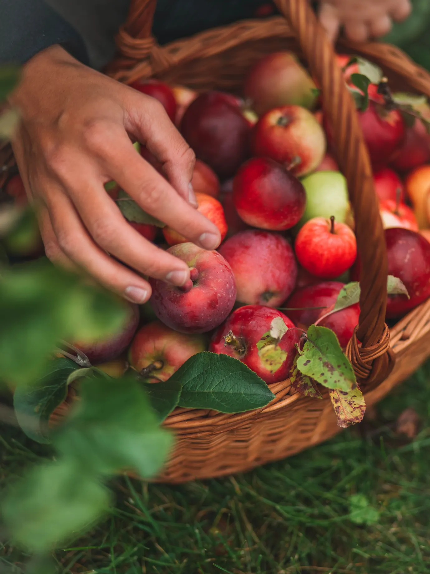 Mains qui ramassent des pommes dans un panier