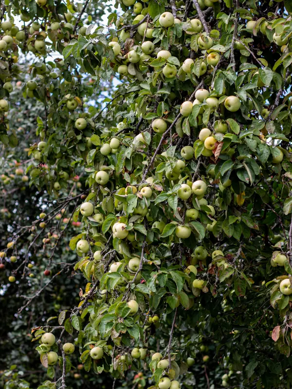 Pommes vertes et jaunes sur la branche