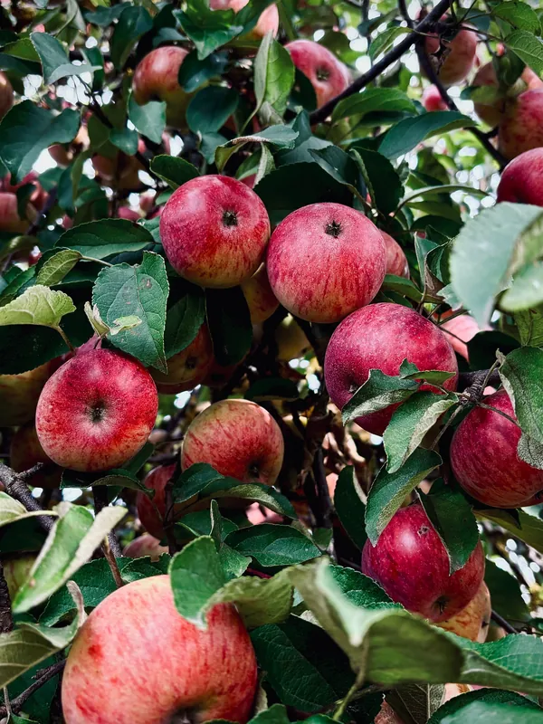Pommes rouges sur la branche